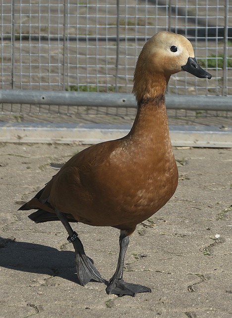 机遇